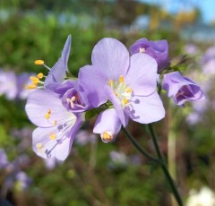 Polemonium 'Triffids Lilac'